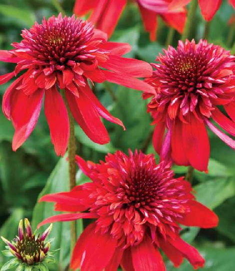 Echinacea 'Eccentric' 